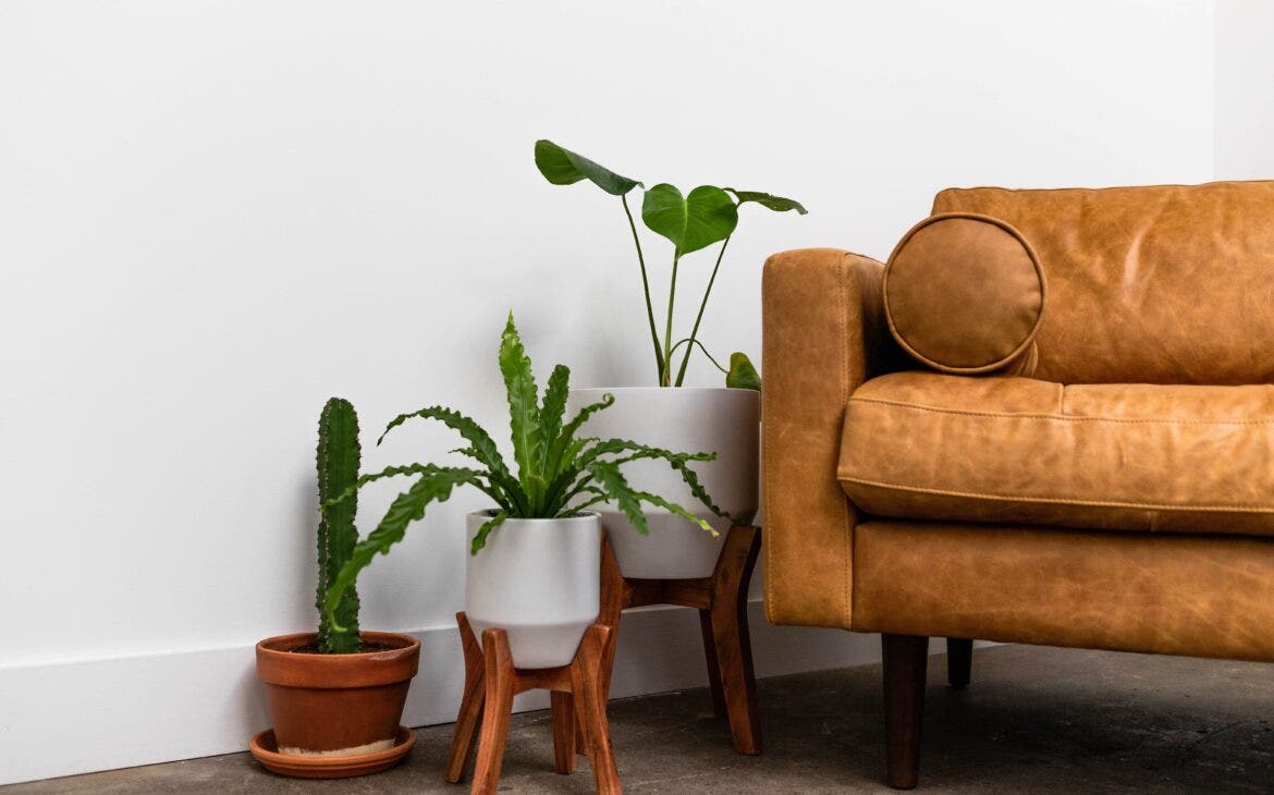 Orange Leather Couch with Small Floor Plants