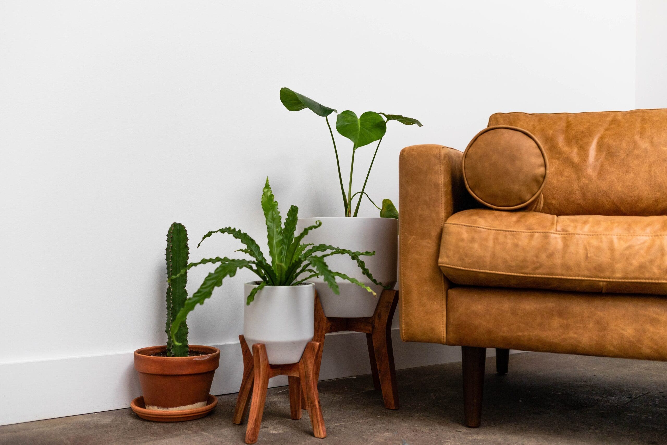Orange Leather Couch Next to Floor Plants