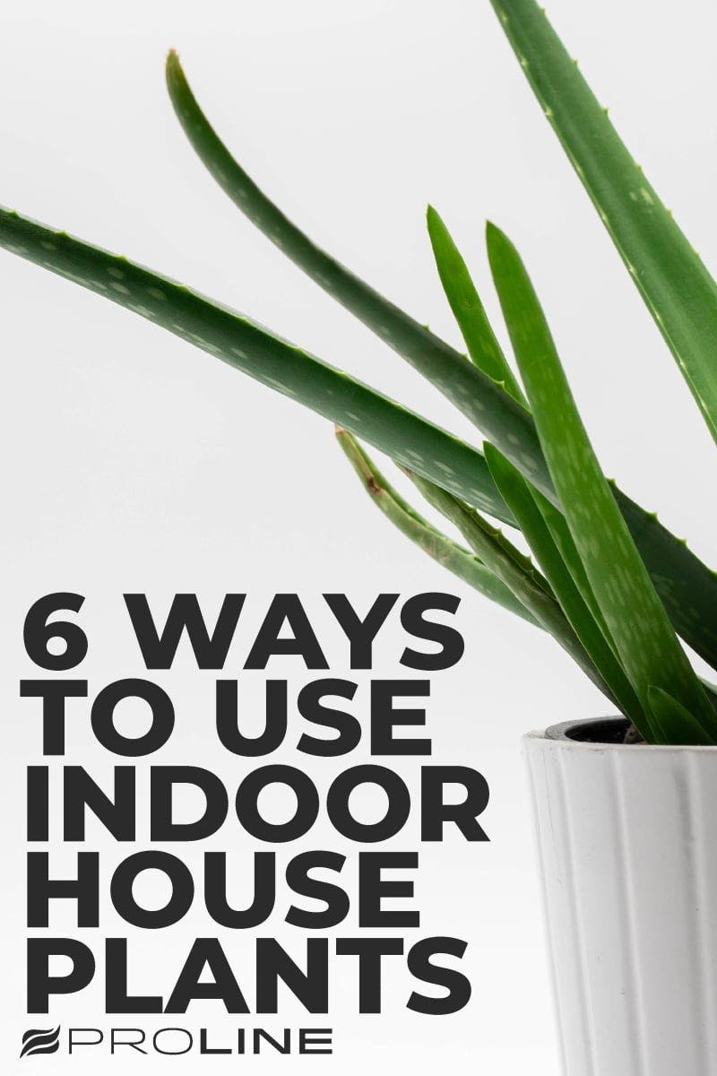 6 Ways to Use Indoor House Plants