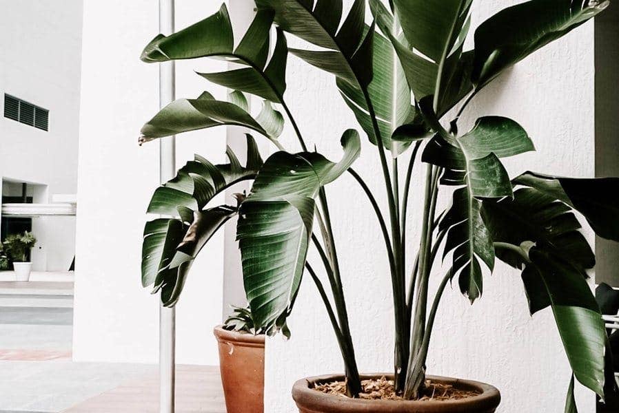 12 Best Air Purifying Plants for Your Home - Proline Range Hoods