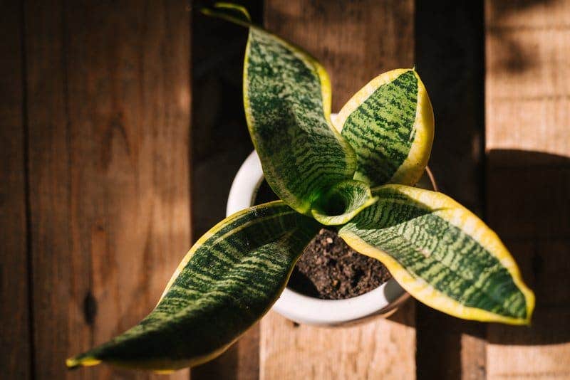 How often should I water my snake plant? - Proline Range Hoods