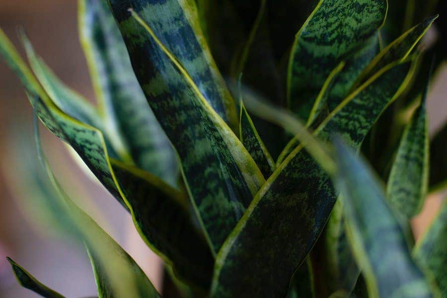 How To Care For A Snake Plant - Proline Range Hoods