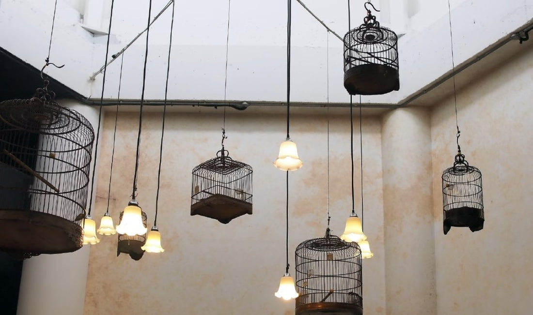 How To Decorate With A Birdcage - 7 Unique Ideas  - Proline Range Hoods