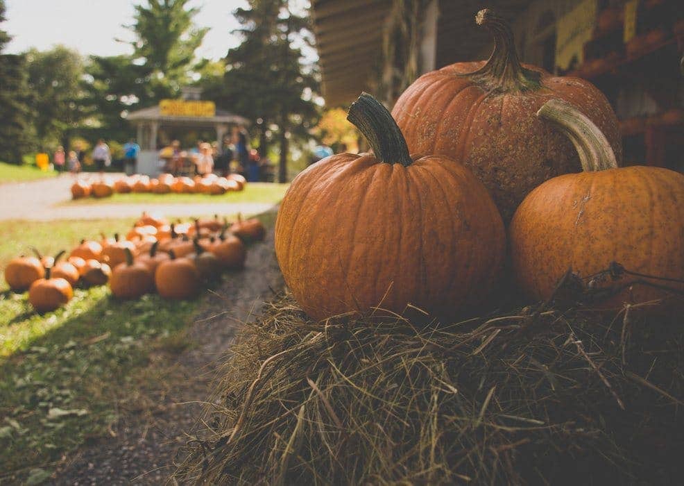 How to Eat Pumpkin Seeds - Proline Range Hoods